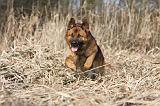 BERGER ALLEMAND 886